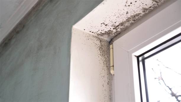 Best Certified Mold Removal  in Stem, NC