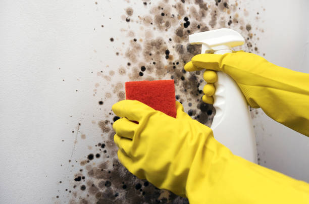 Stem, NC Mold Removal Company