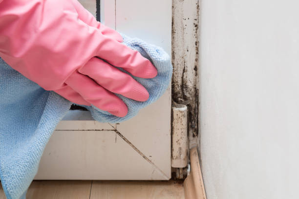 Certified Mold Removal in Stem, NC